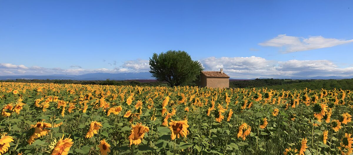 TPDE95567: Sonnnenblumen die mit ihren goldgelben Farben eine Landschaft verschönern  