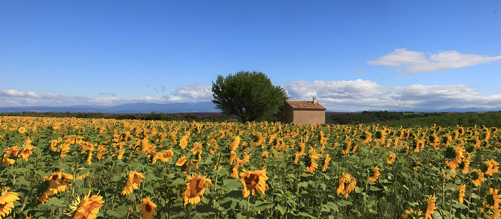 TPDE95567: Sonnnenblumen die mit ihren goldgelben Farben eine Landschaft verschönern  