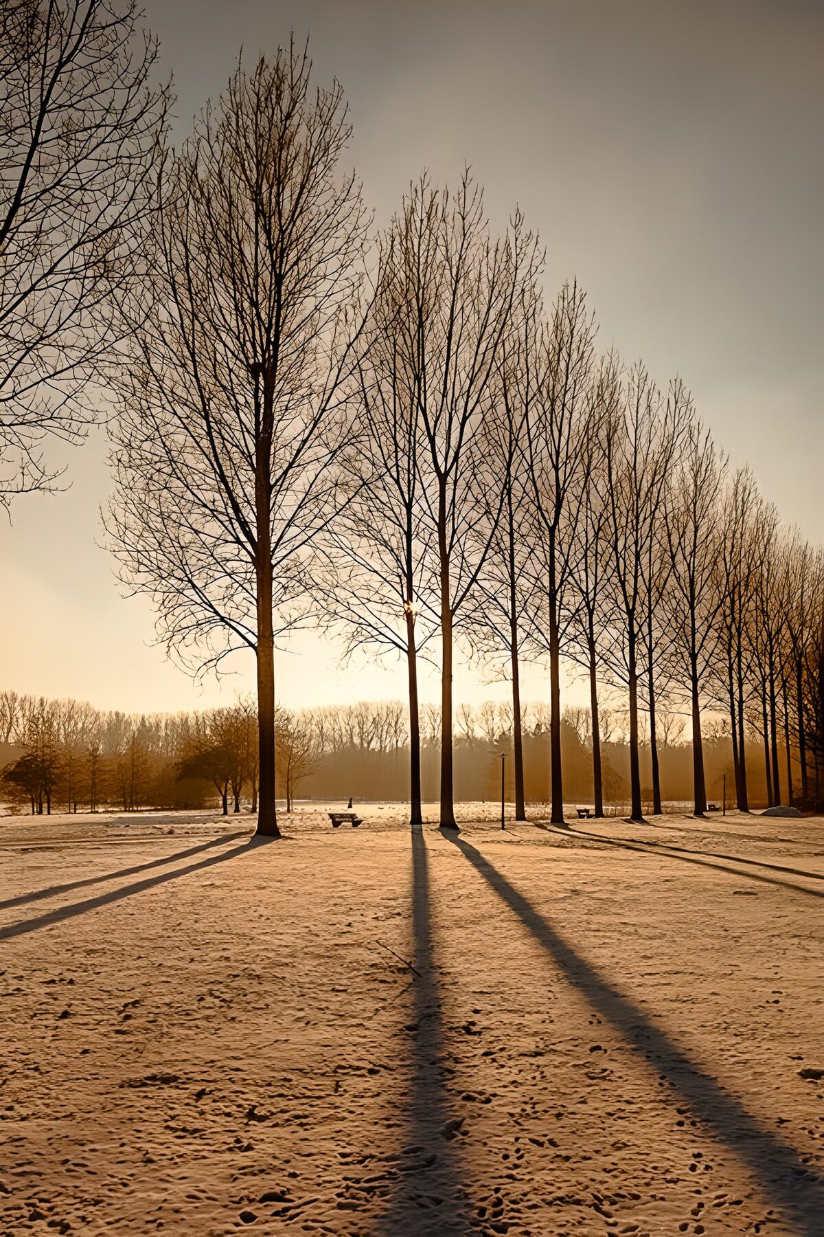 eine Reihe kahle Bäume im Winter,in einem Park, prägen dieses Bild