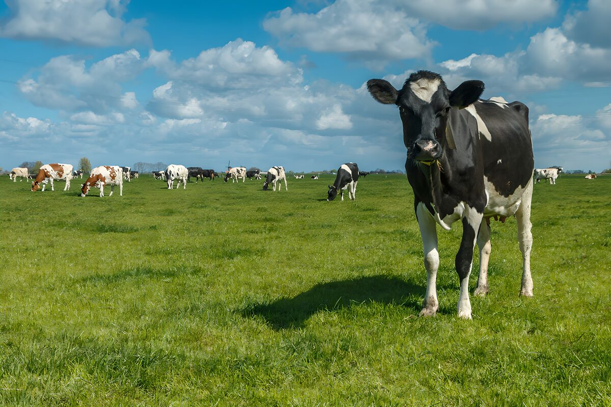 TPDE34319: Kühe auf einer grünen Wiese