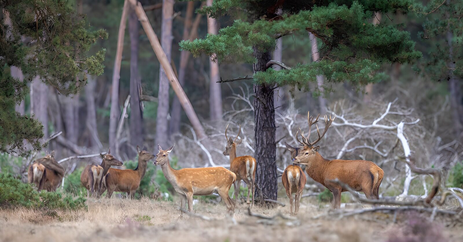 TPDE18964: Hirschherde im Wald