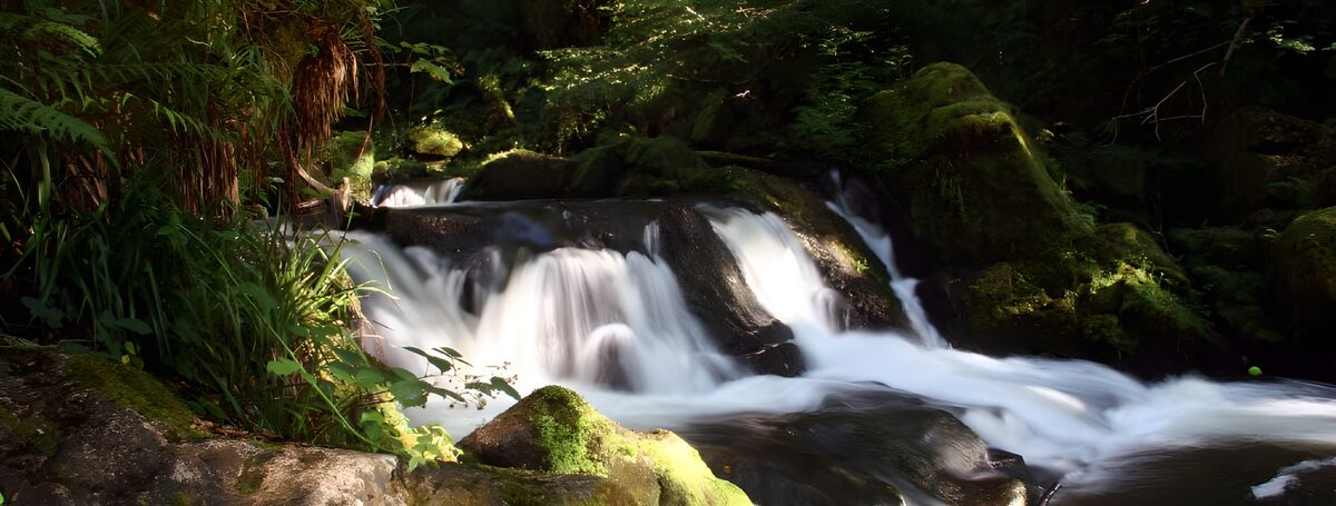TPDE68362: Fließendes Wasser im Wald