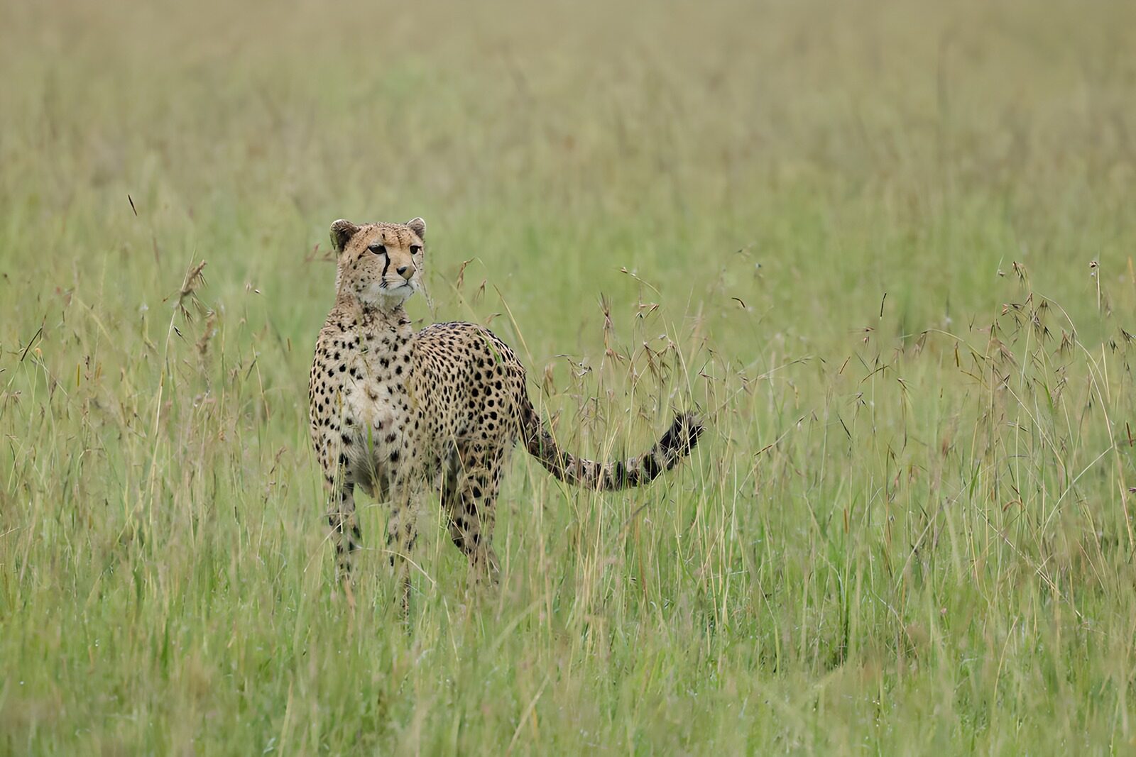 TPDE55340: Gepard im hohen Gras