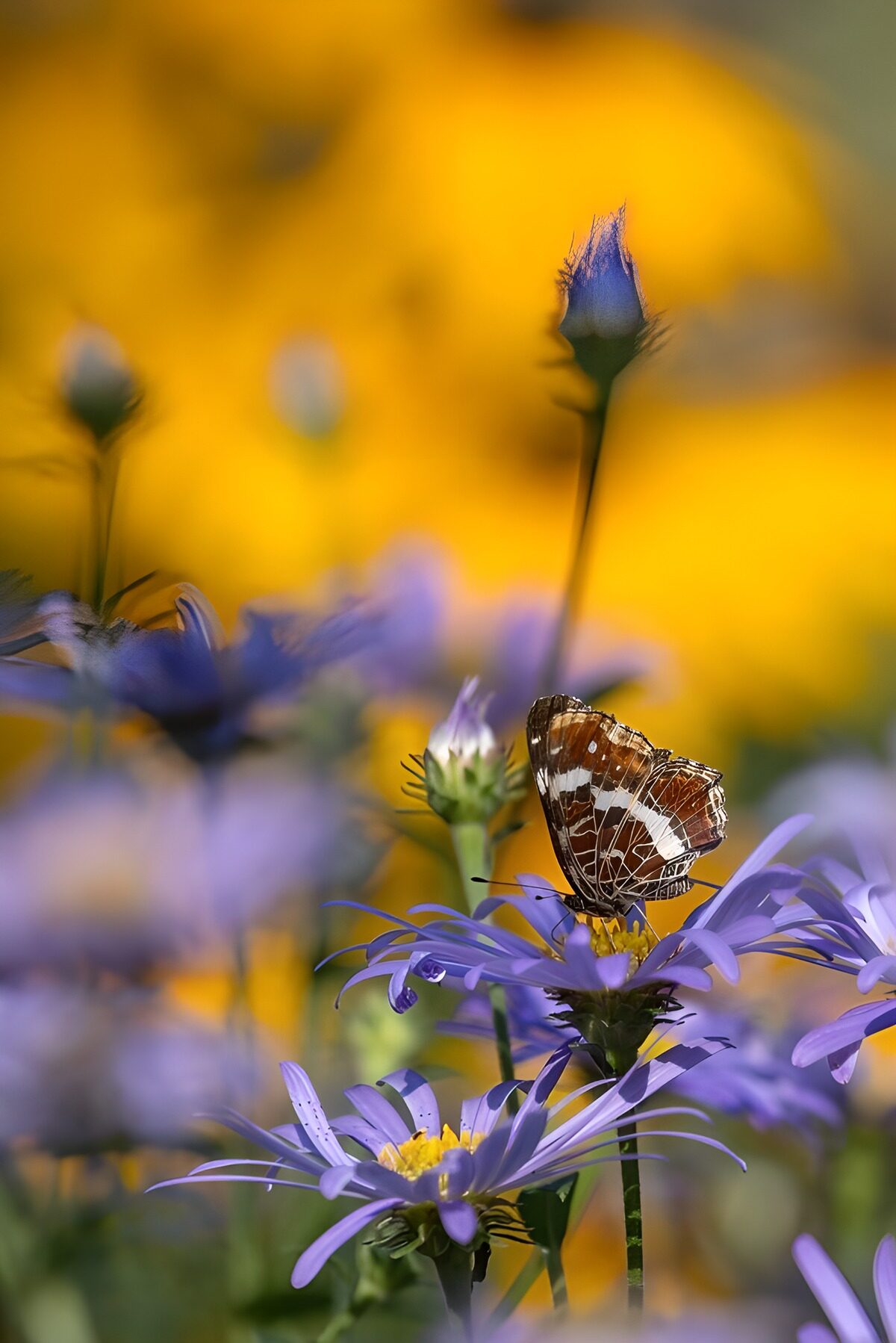 Schmetterling auf blühenden Blumen