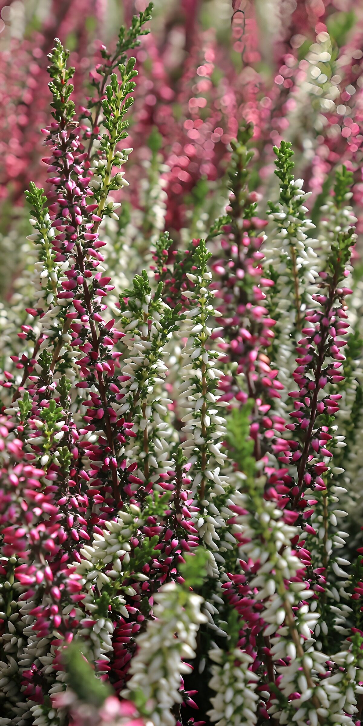TPDE64678: Blumenwiese in Pink und Weiß
