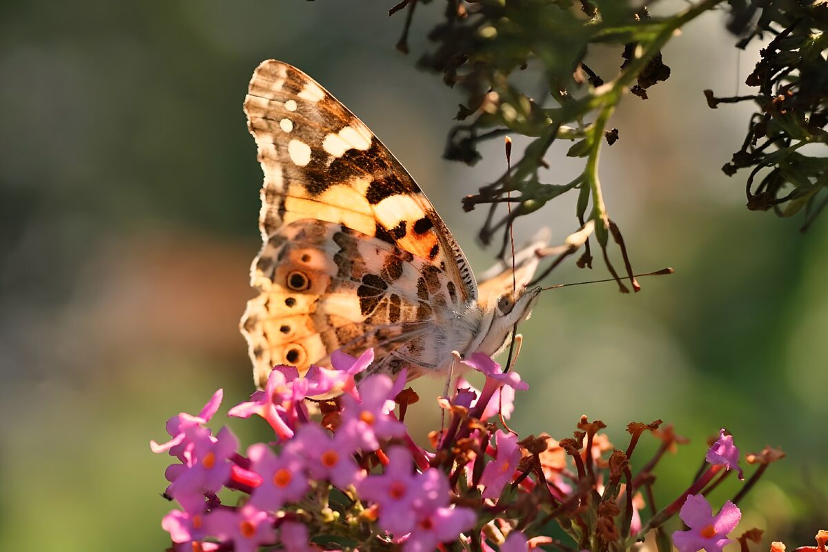 TPDE57768: wunderschöner Schmetterling in allerhand Brauntönen
