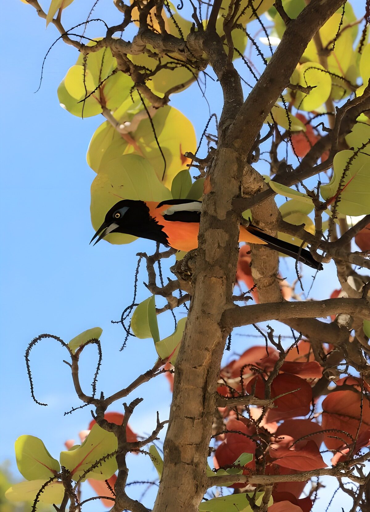 Buntvogel im bunten Laub