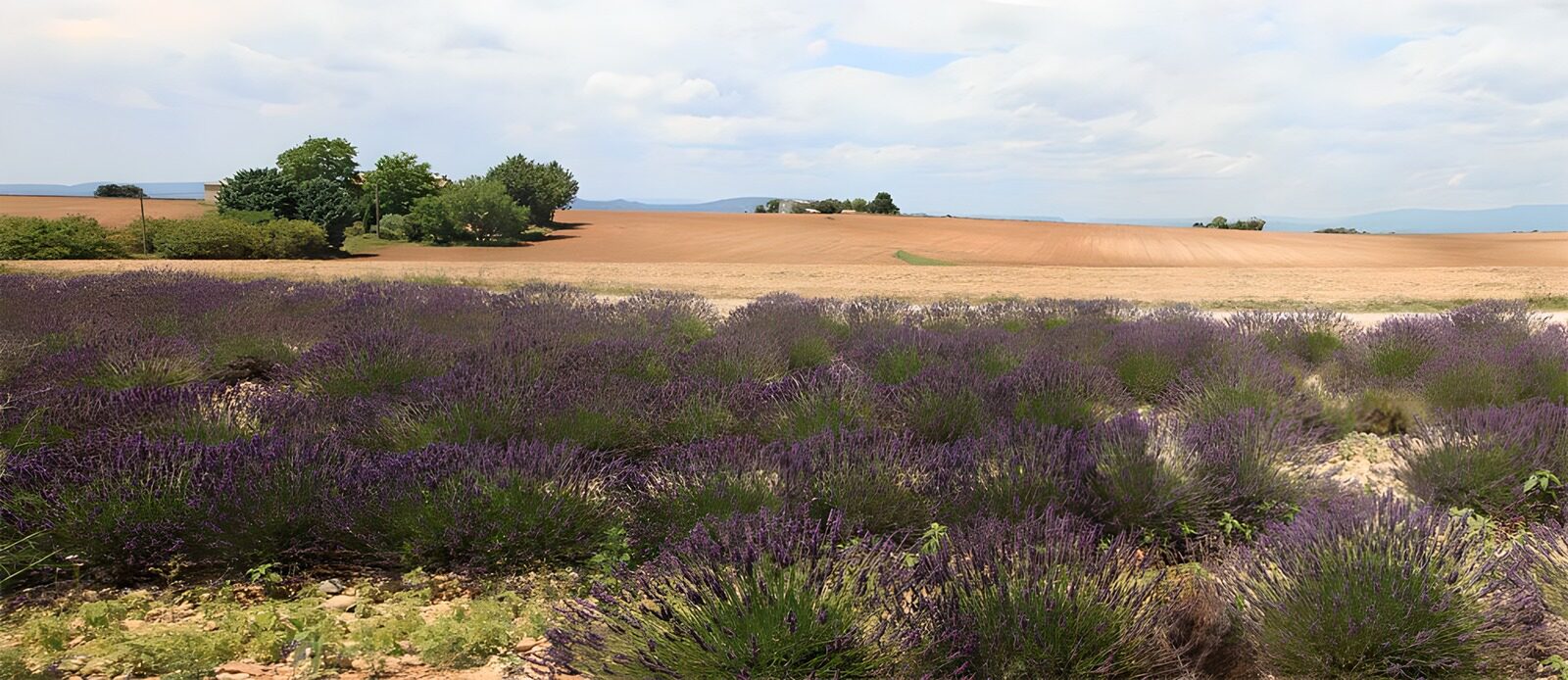 TPDE15655: wild blühender Lavendel