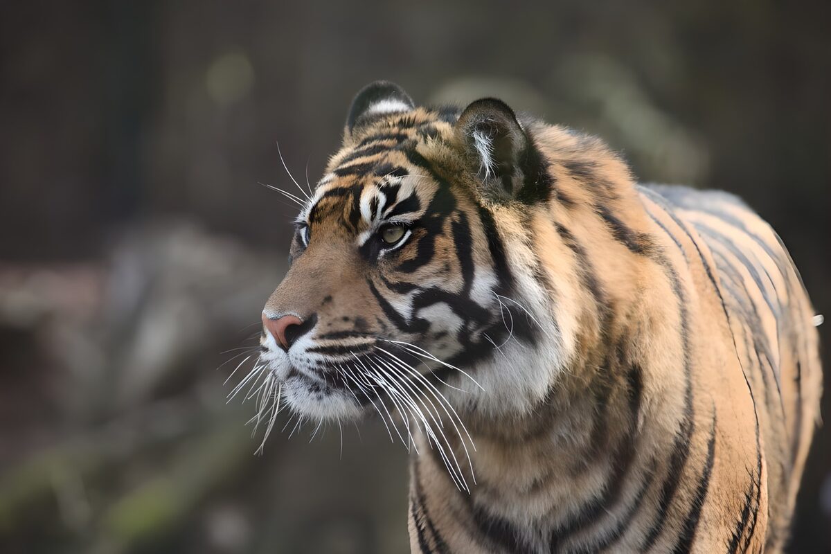 das Fell eines Tigers in Braun-,Weiß-und Schwarztönen 
