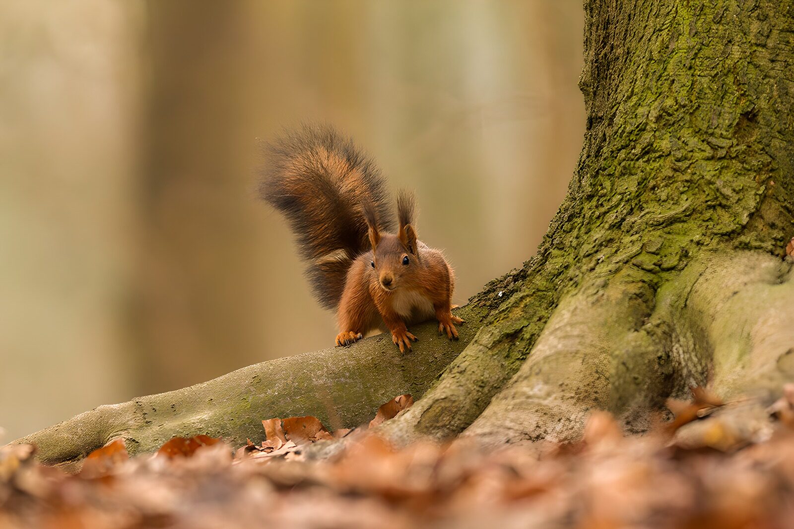 TPDE41083: Eichhörnchen im Wald