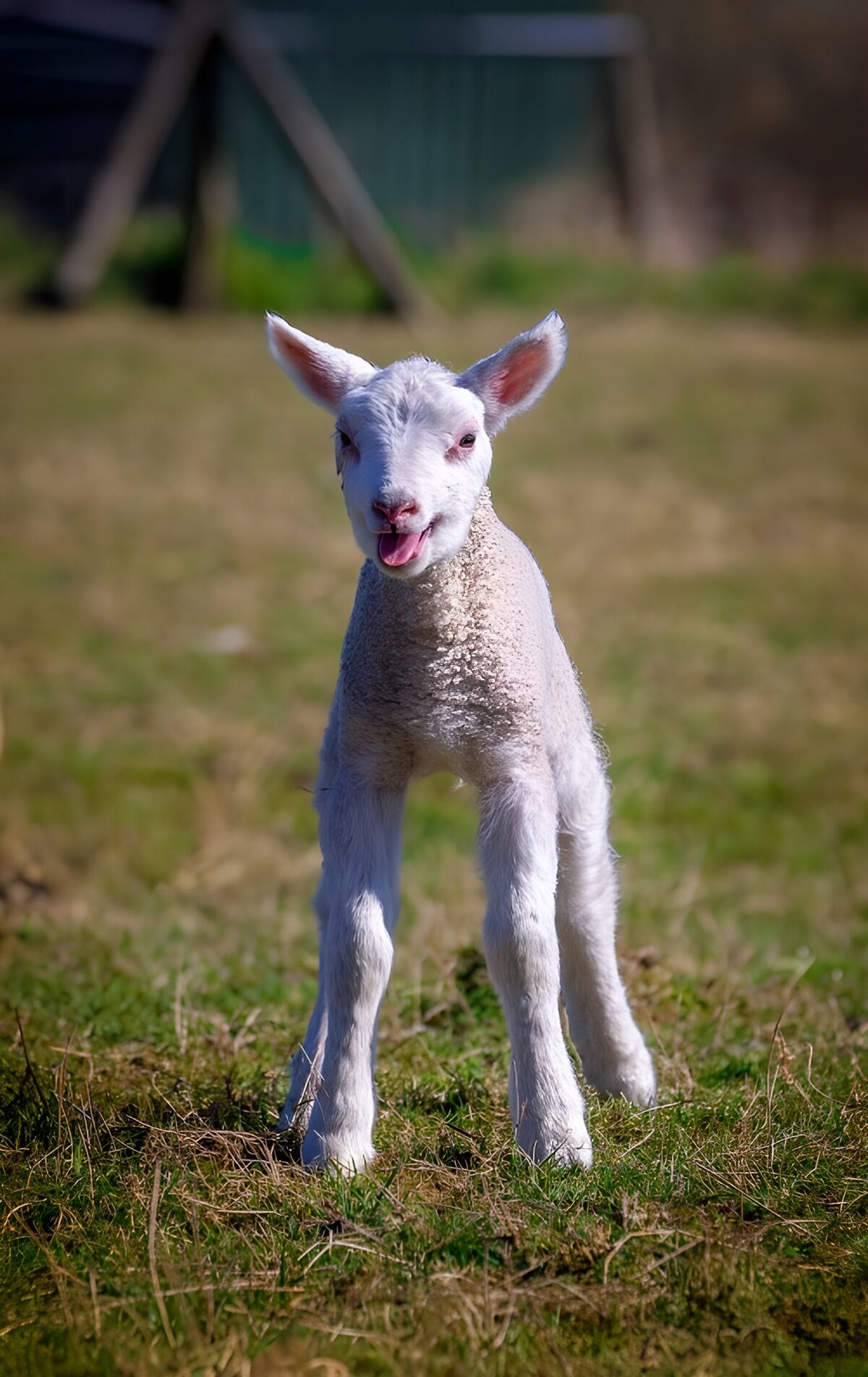 Niedliches Lamm spielt auf der Wiese