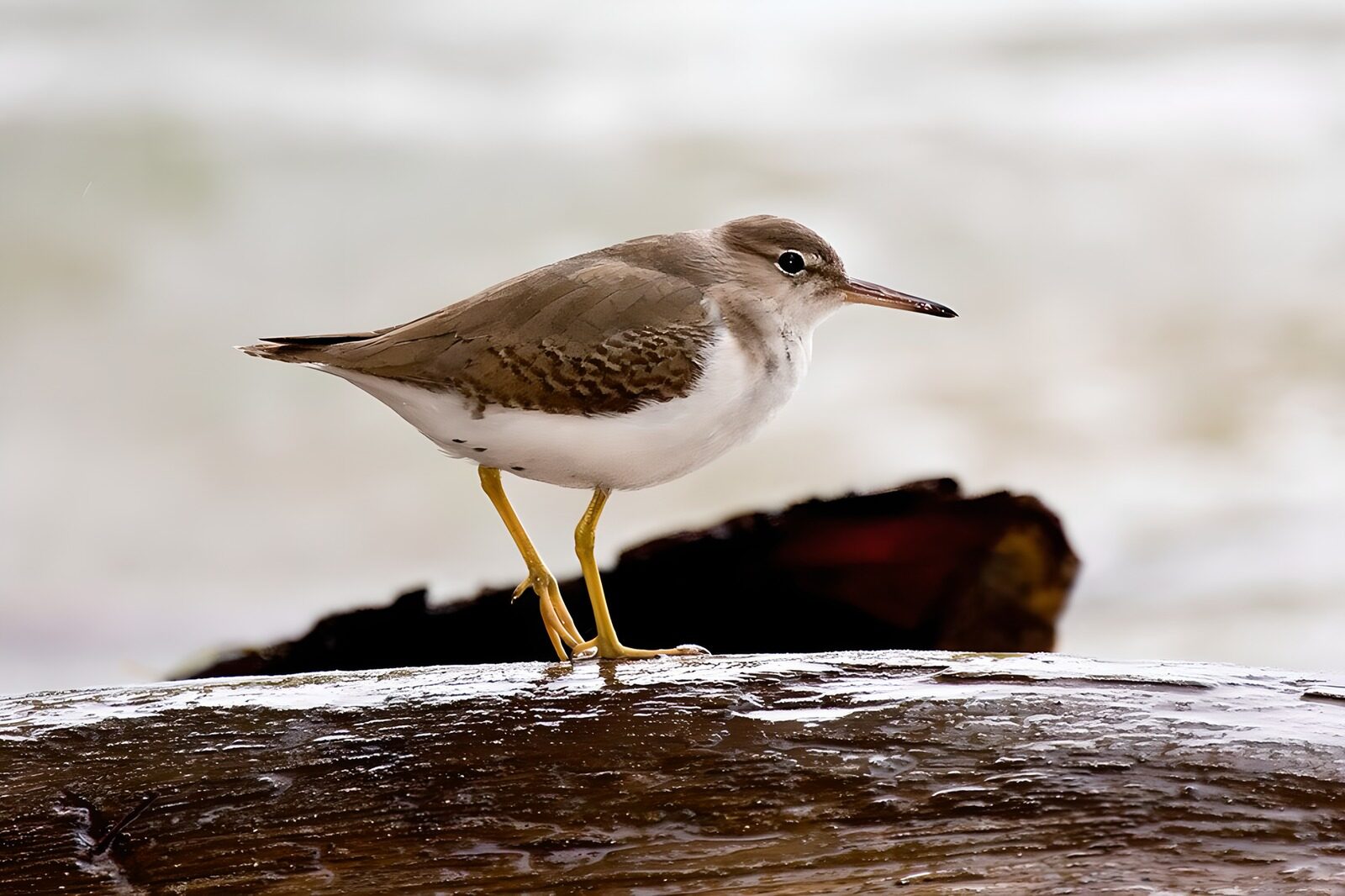 TPDE66710: Strandpieper sucht Nahrung