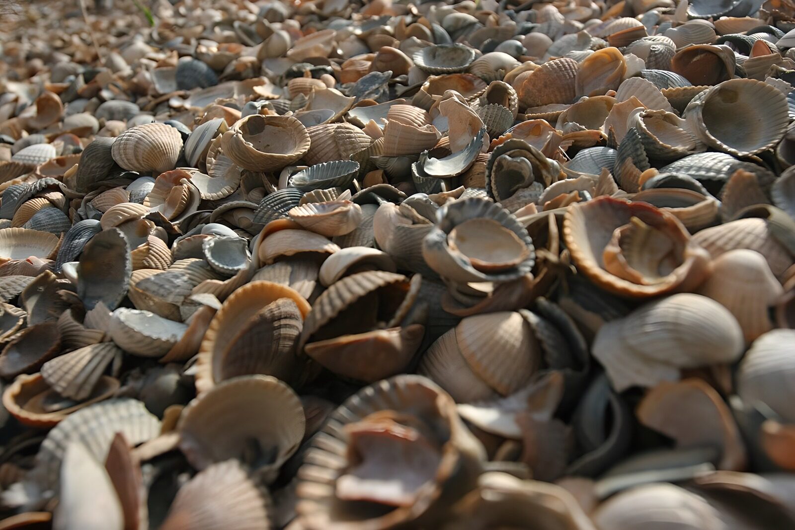 TPDE72682: Muscheln weit und breit