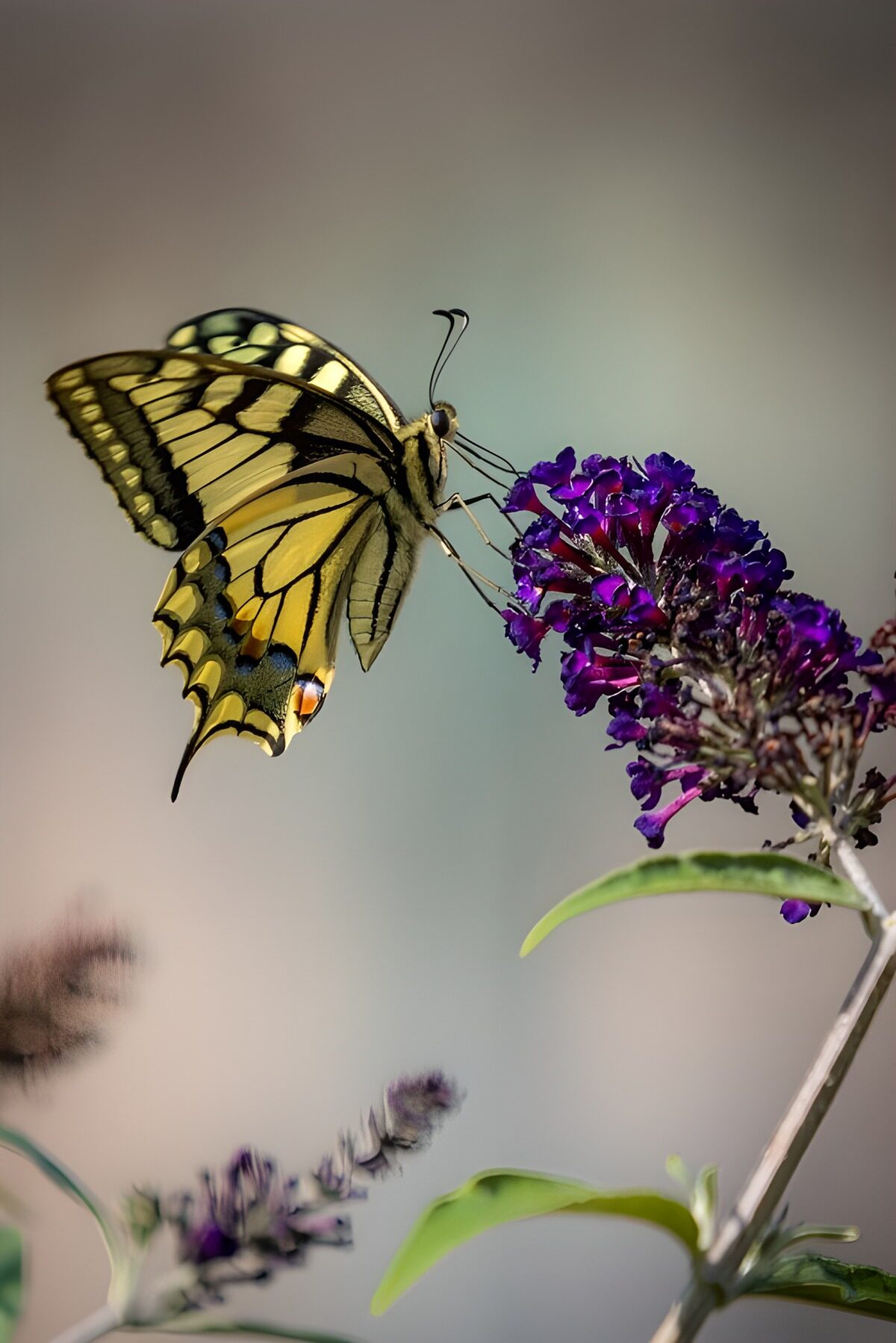 TPDE20796: Schöner Schmetterling auf lila Blüten