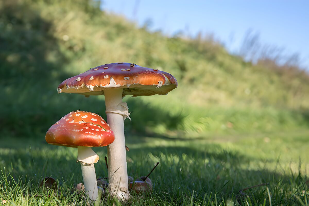 TPDE78779: Wunderschöne Fliegenpilze im Gras