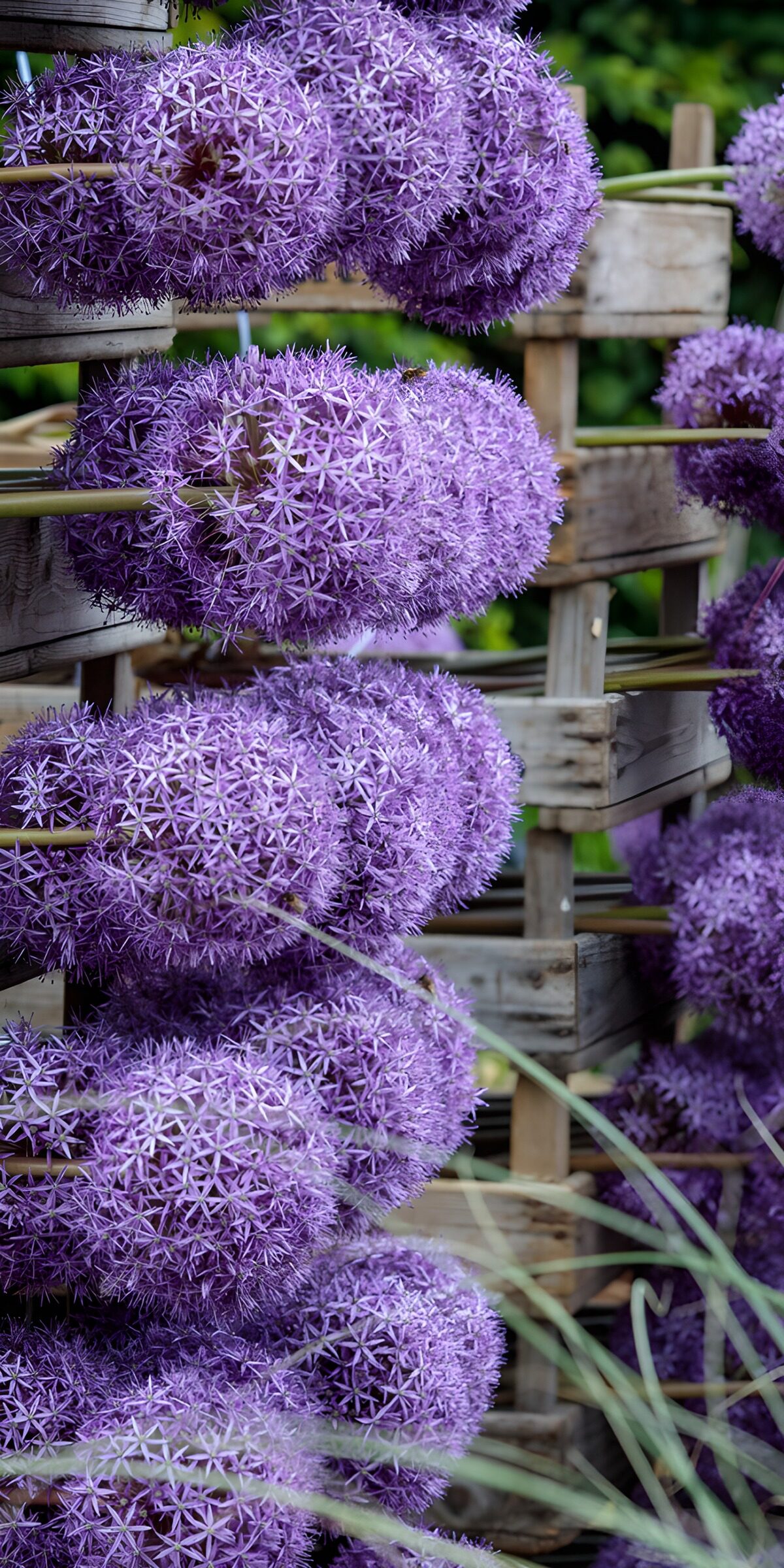 TPDE48045: Lila Blumenarrangement in Holzkisten