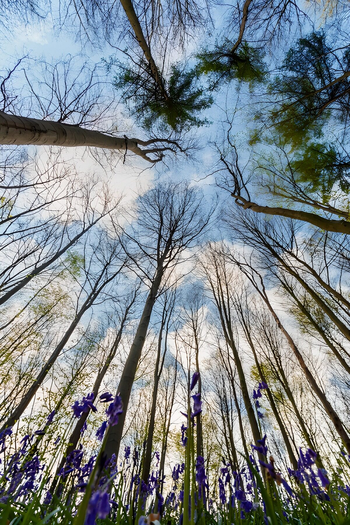 TPDE53816: Frühling im bunten Wald