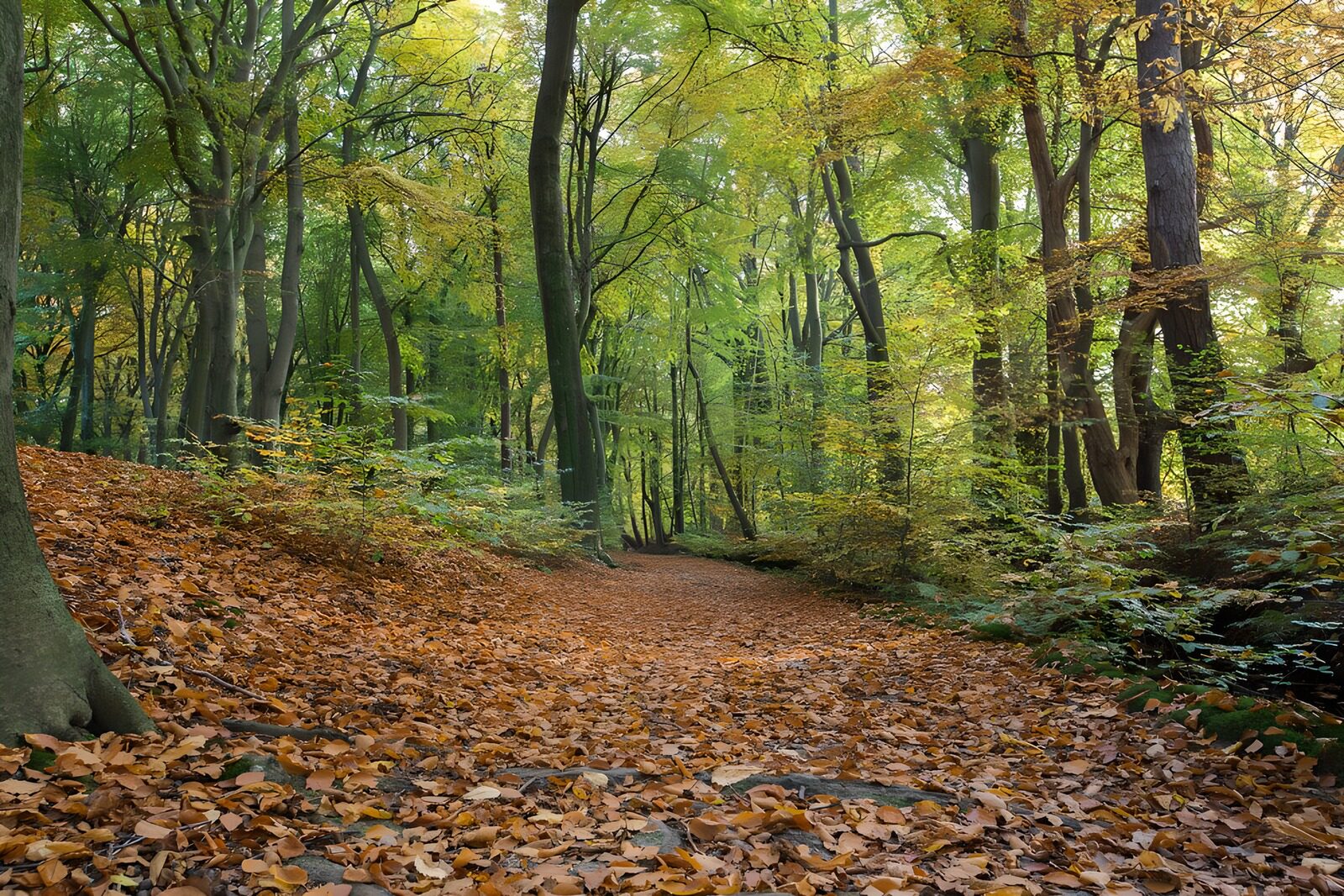 TPDE58855: Waldpfad im Herbst