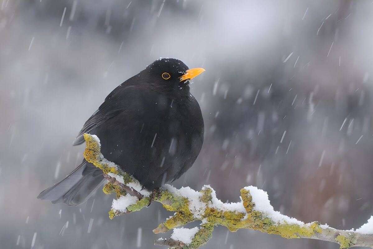 TPDE44755: eine Amsel im Schnee auf einem Ast