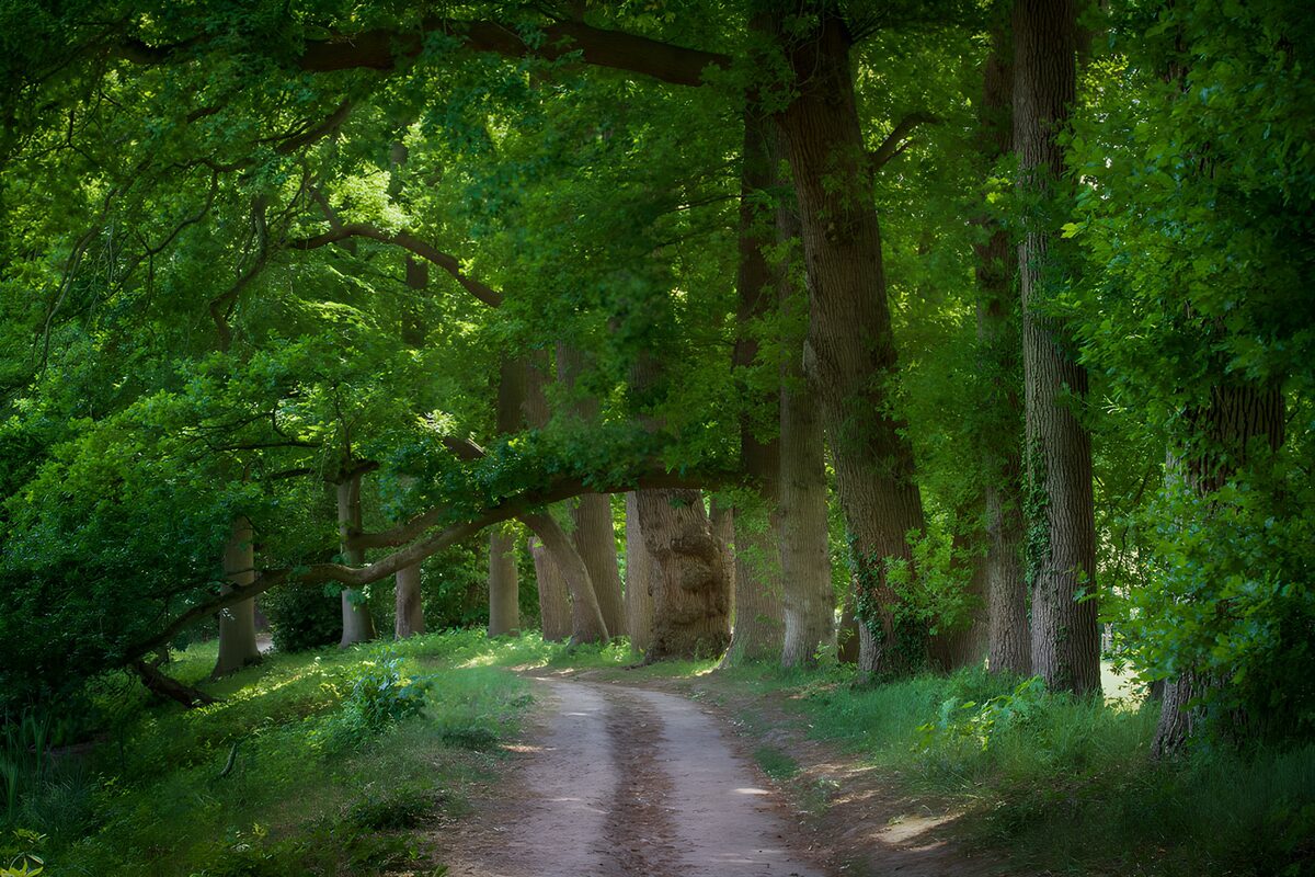 TPDE29830: Wunderschöner Waldweg im Grünen