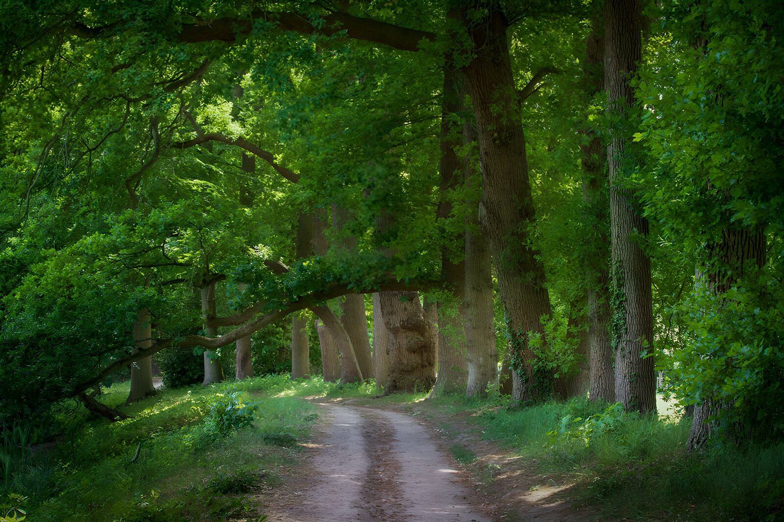 TPDE29830: Wunderschöner Waldweg im Grünen