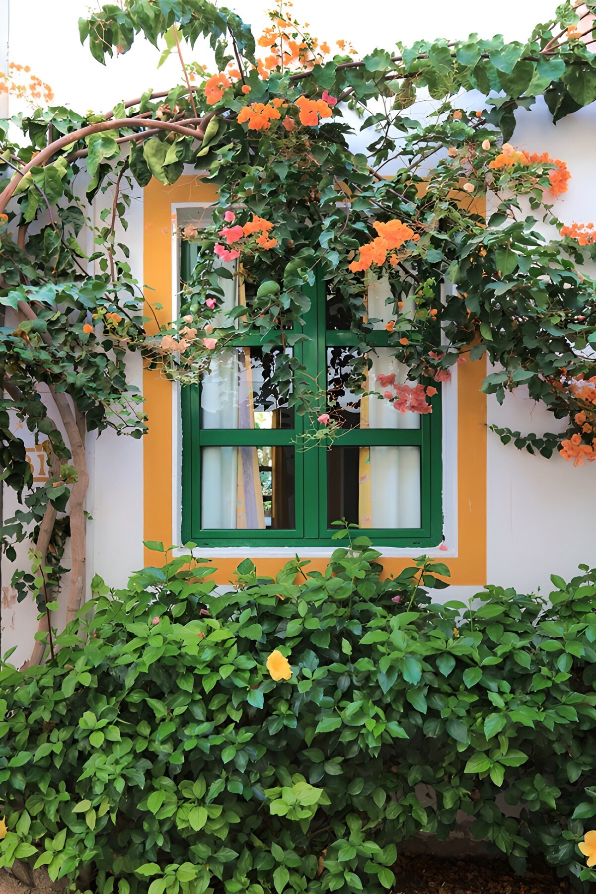 TPDE21638: Blühendes Fenster in lebendiger Umgebung