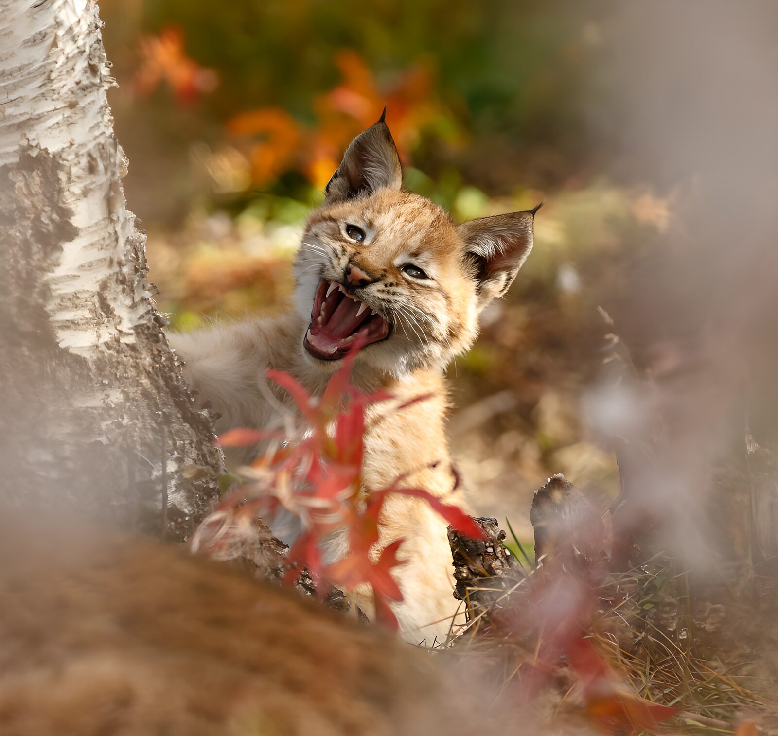 TPDE26253: Luchs-Jungtier im Herbstspiel