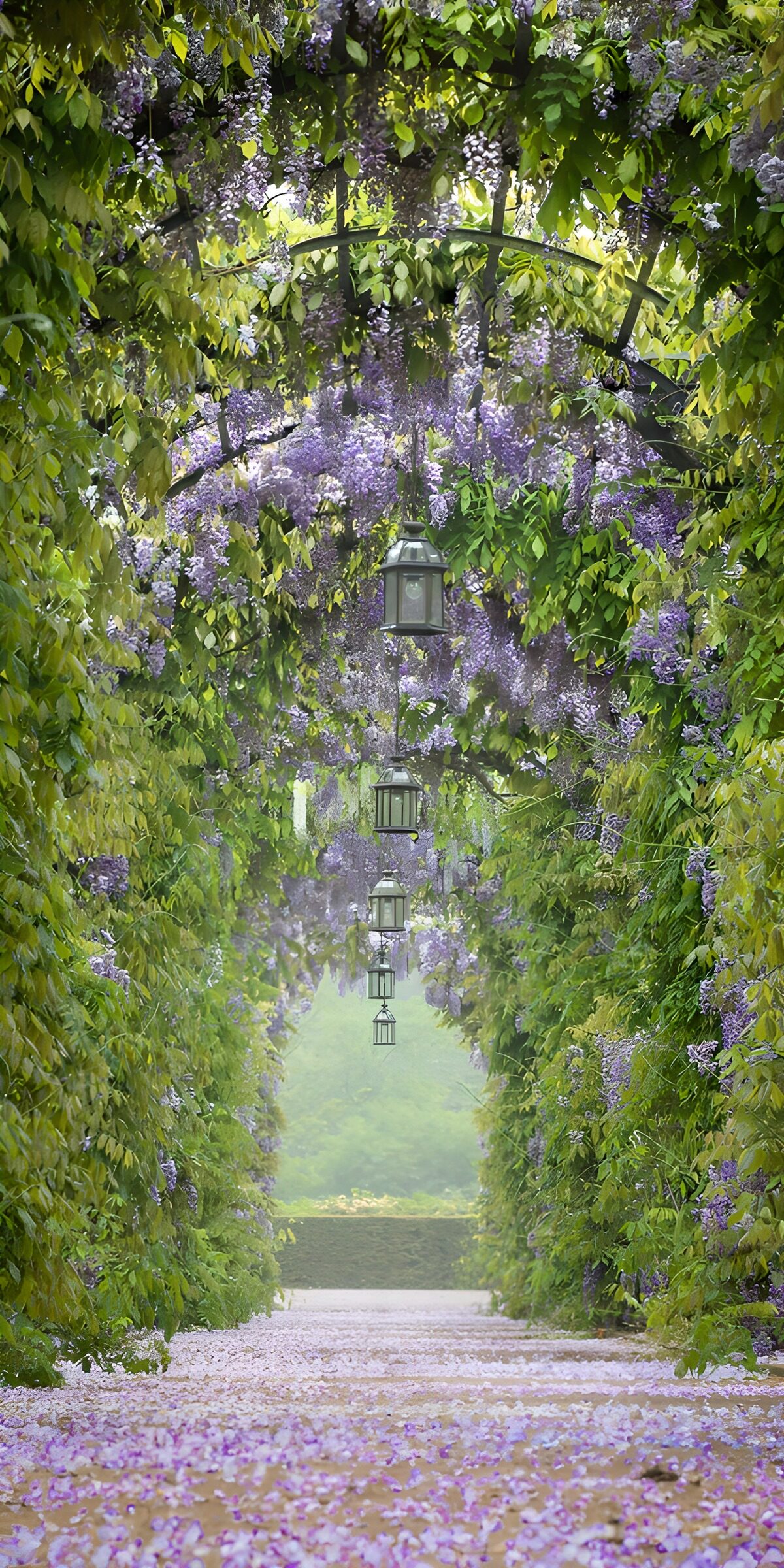 TPDE91754: Wisteria-Lichterl und blühende Wege