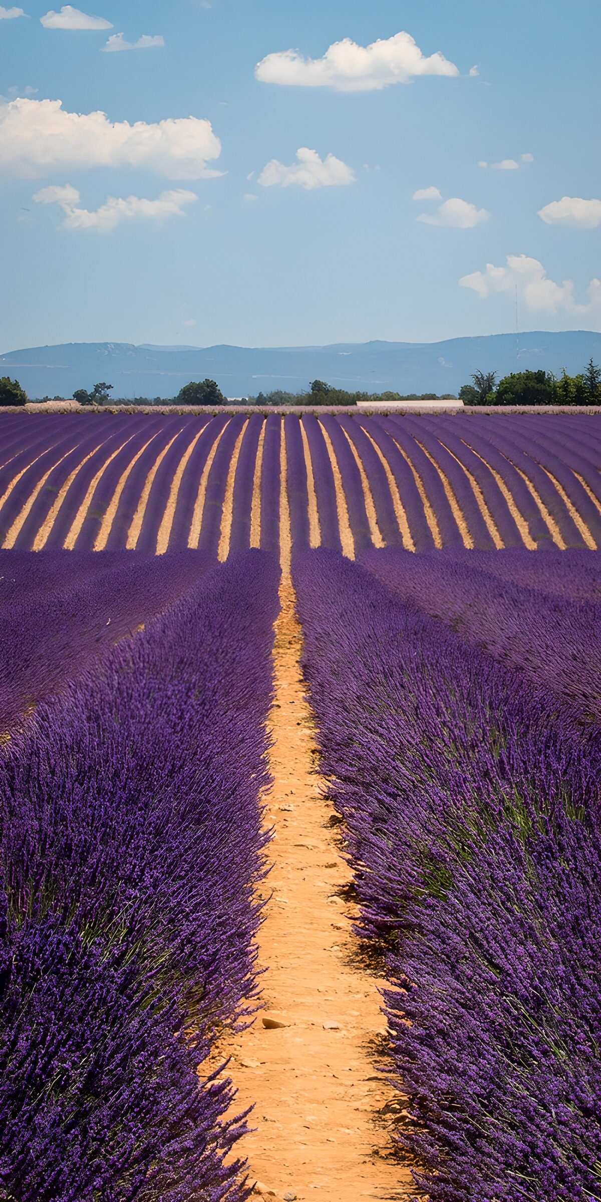TPDE26226: Lavendelfelder in der Provence