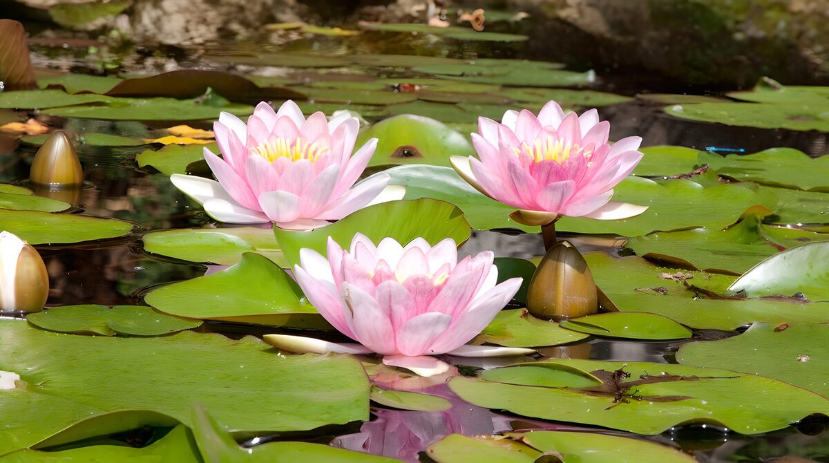 Seerose " Perry's Pink Bicolor"