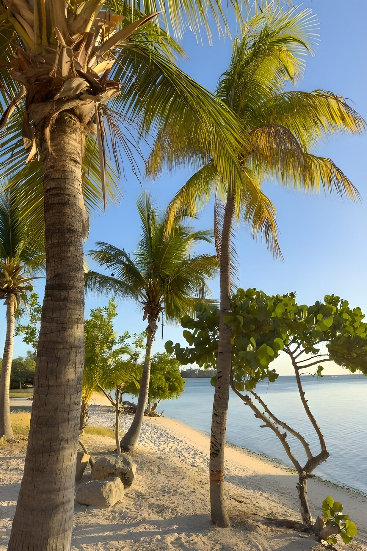 TPDE81540: Tropischer Strand mit Palmen