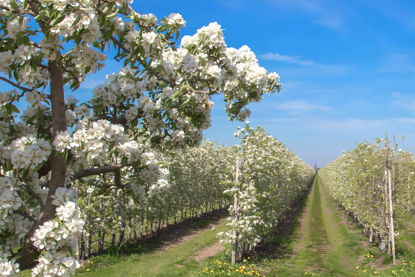 TPDE36860: Blühender Obstgarten im Frühling
