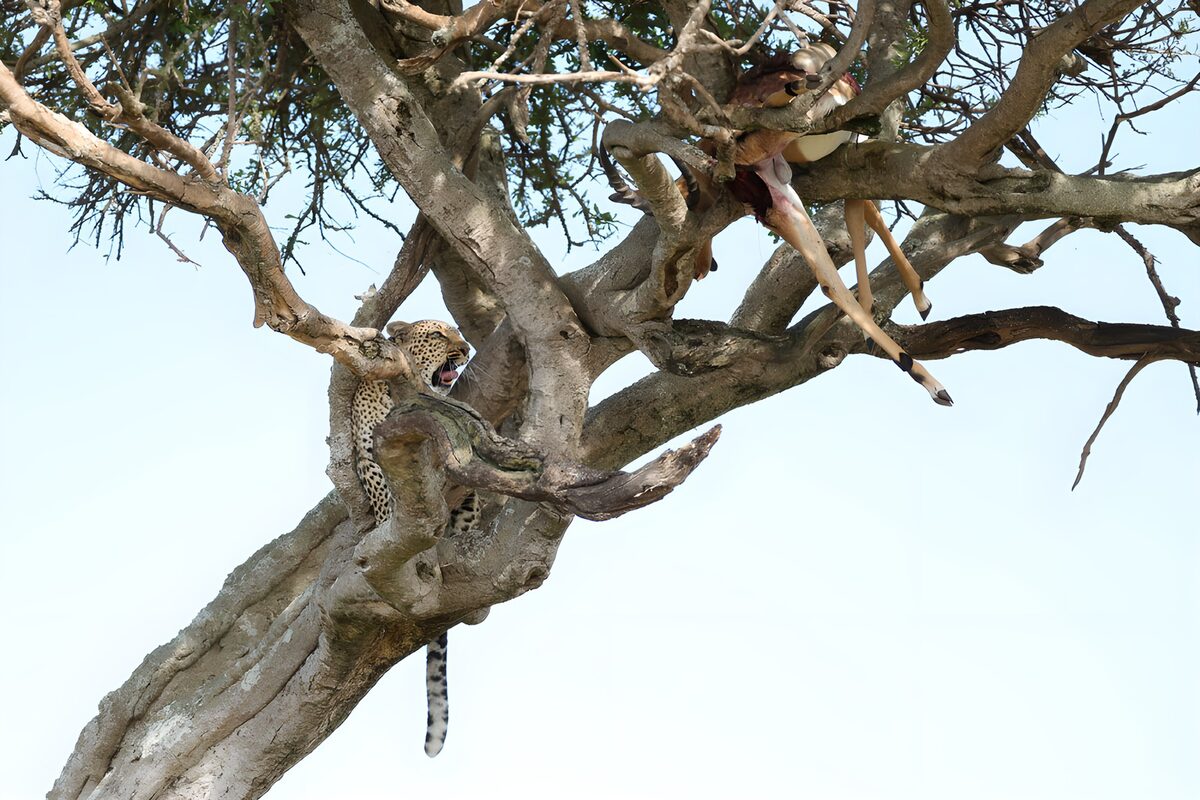 TPDE64810: Leopard mit Beute im Baum