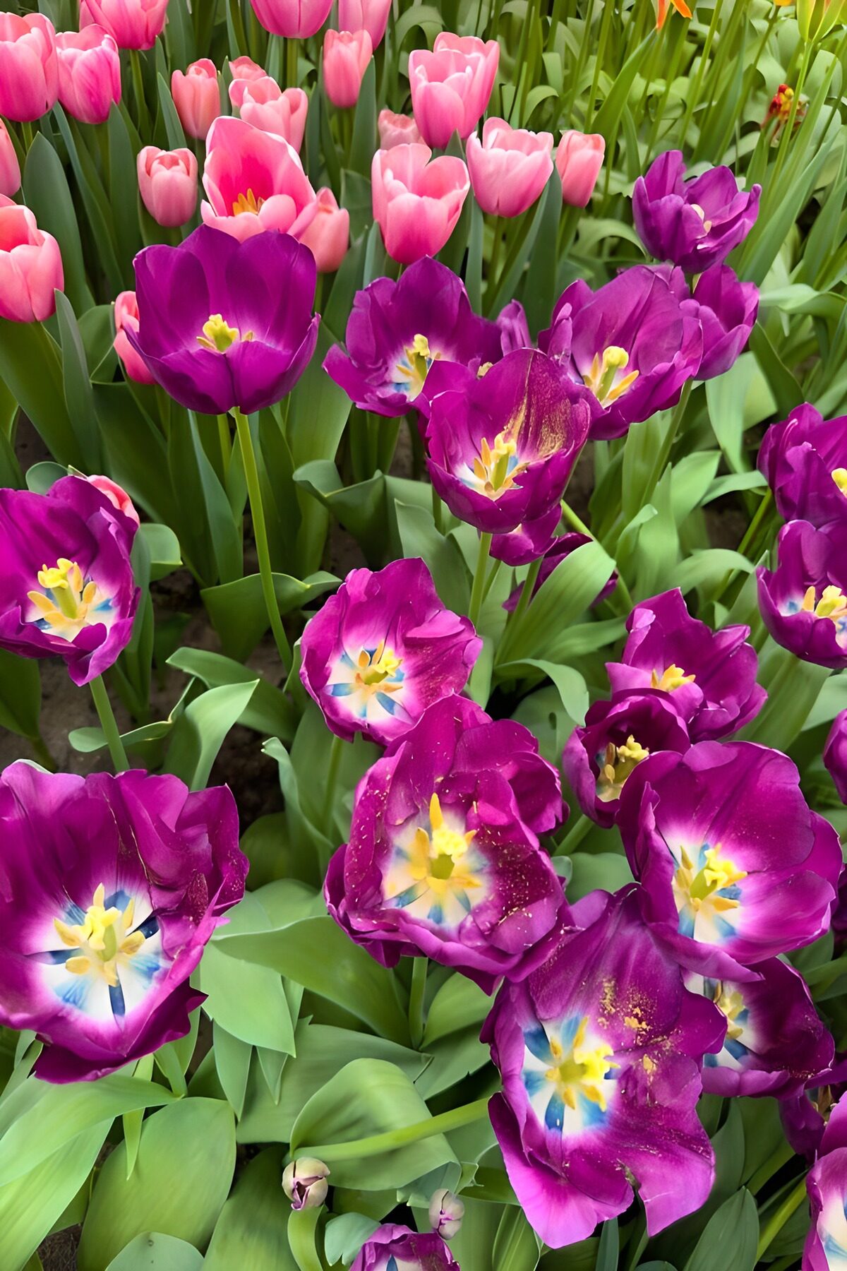 TPDE55837: Bunte Tulpenvielfalt im Frühling