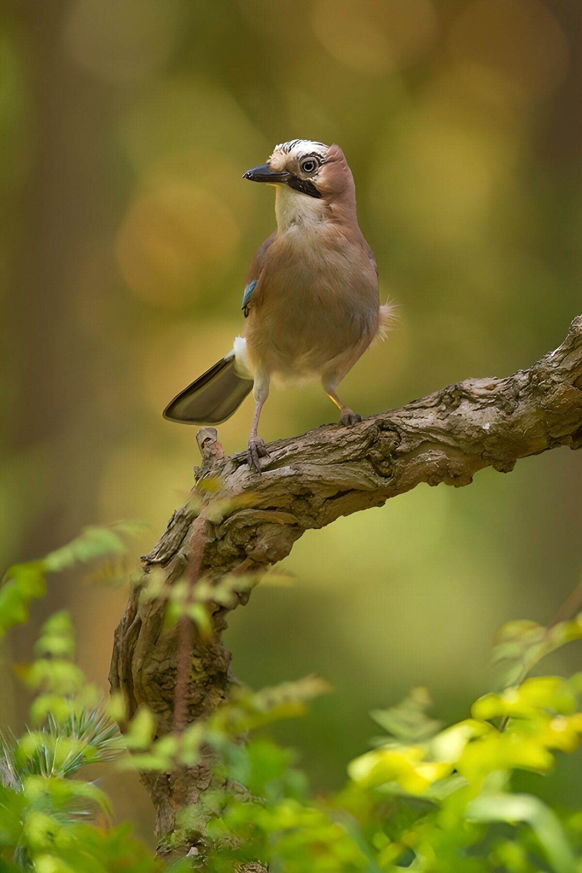 TPDE62866: Bunter Eichelhäher im Wald
