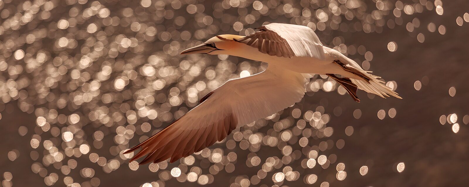 TPDE66357: Fliegender Vogel über glitzerndem Wasser