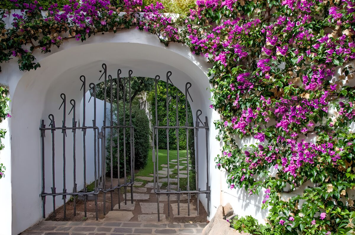 TPDE62036: Gittertür mit Bougainvillea