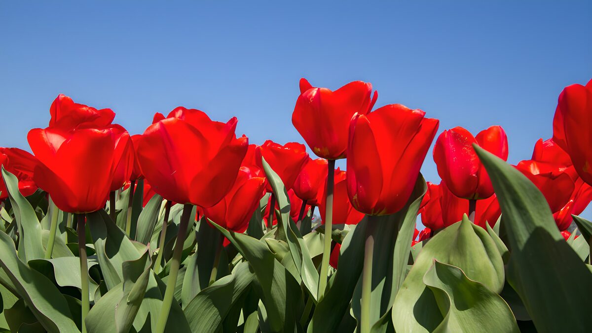 Rote Tulpen im Frühling