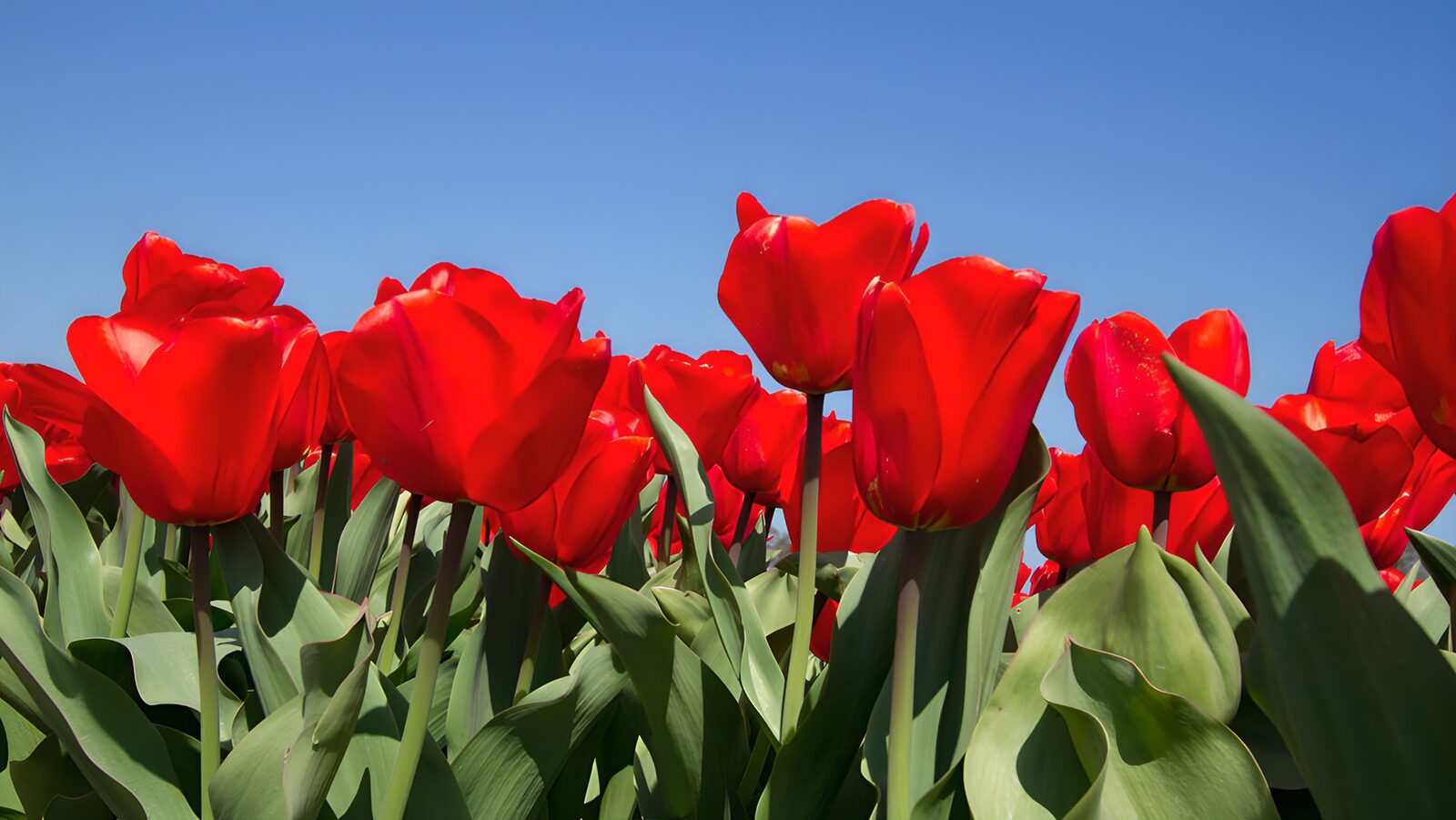 TPDE36737: Rote Tulpen im Frühling