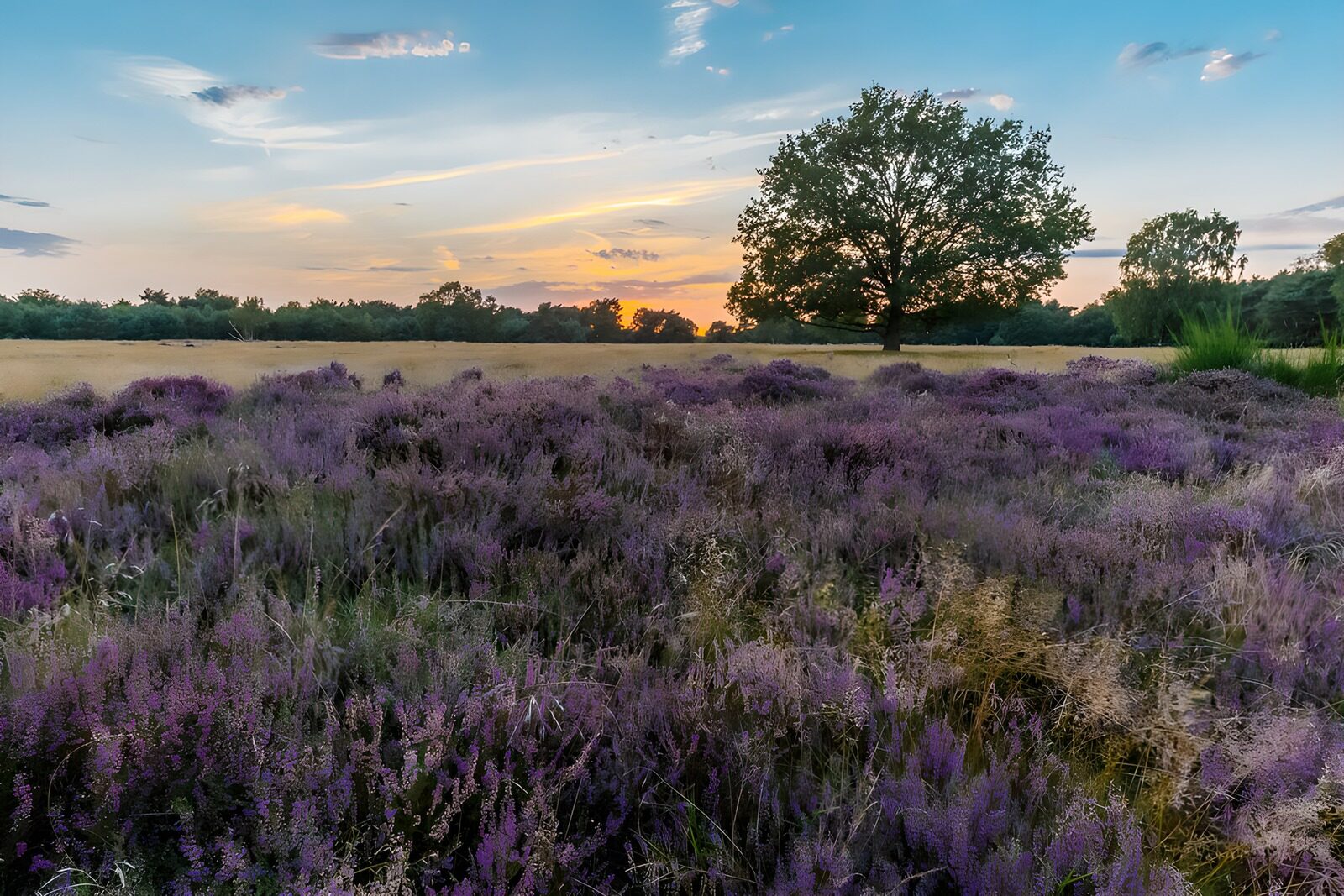 TPDE10250: Lila Heide unter dem Abendhimmel