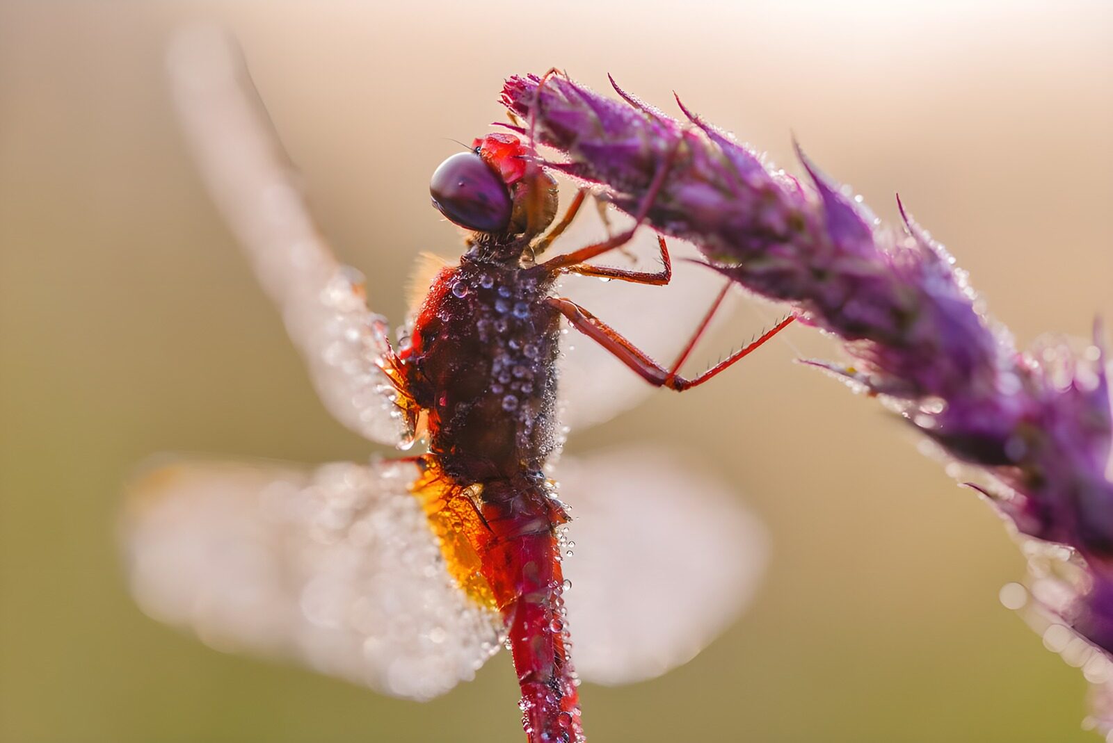 TPDE94045: Schmetterling, der sich ernährt mit Blumennektar lilafarbener Blüten