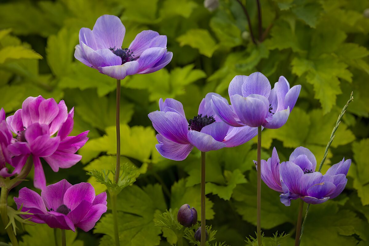 TPDE63652: Violette und rosa Anemonen