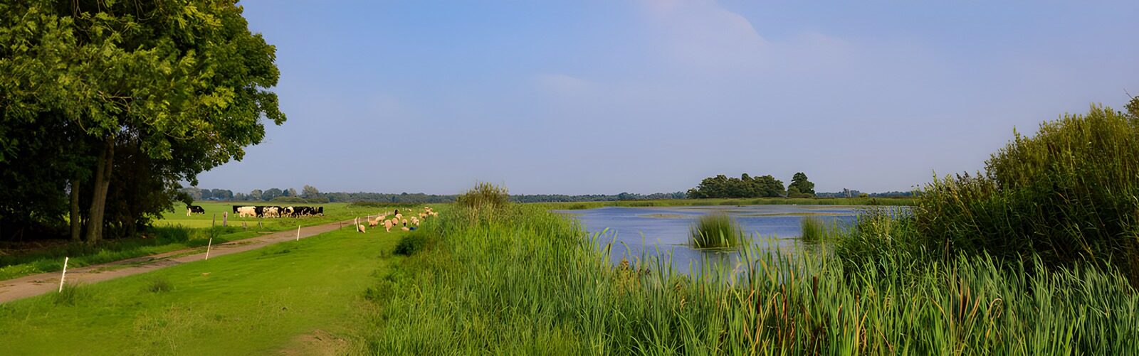 TPDE28656: Idylle am Wasser mit Kühen und Natur