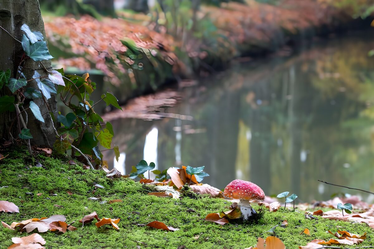 Fliegenpilz am Rand von einem Teich 
