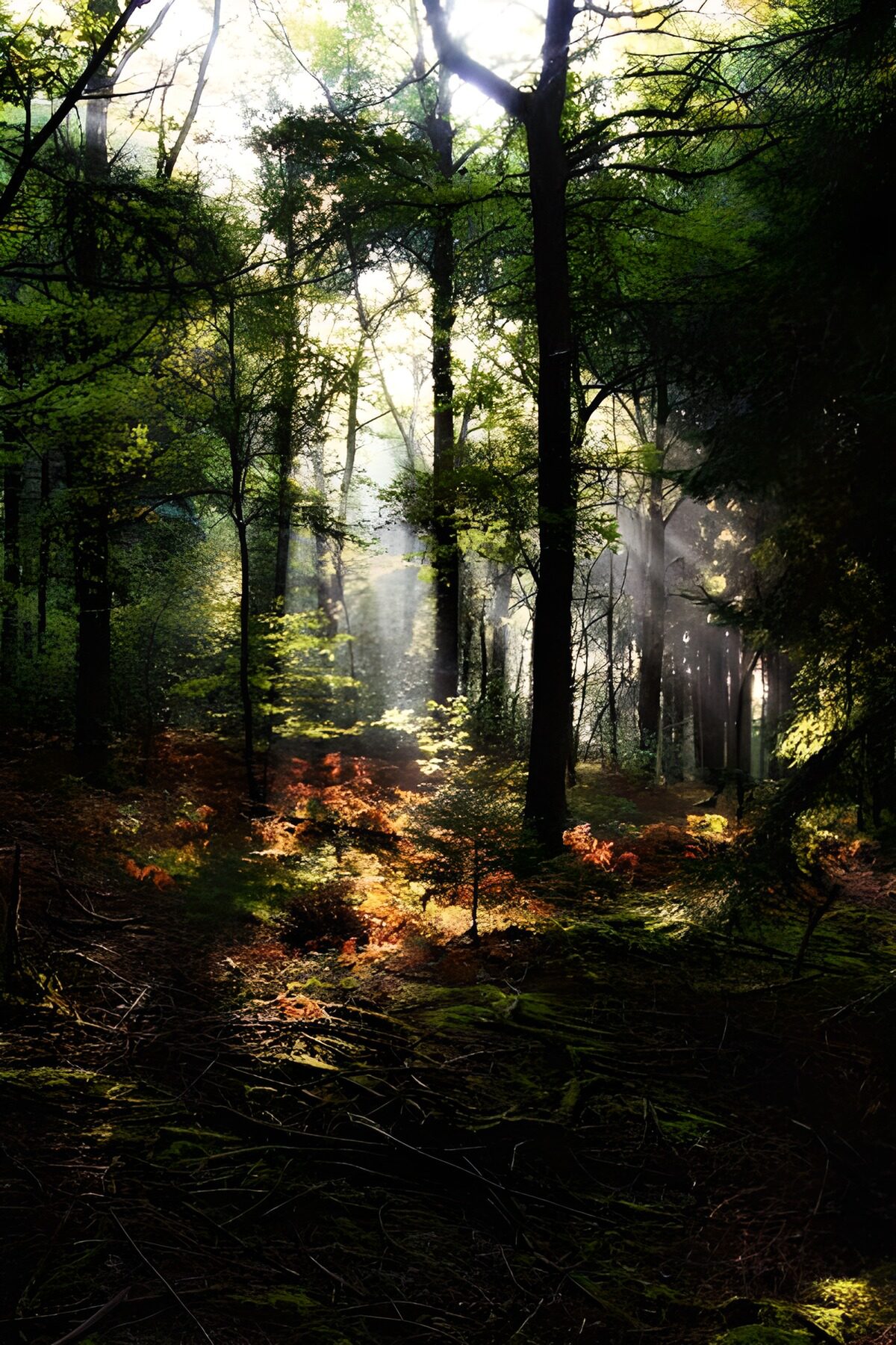 Lichtbüschel der Sonne im Wald