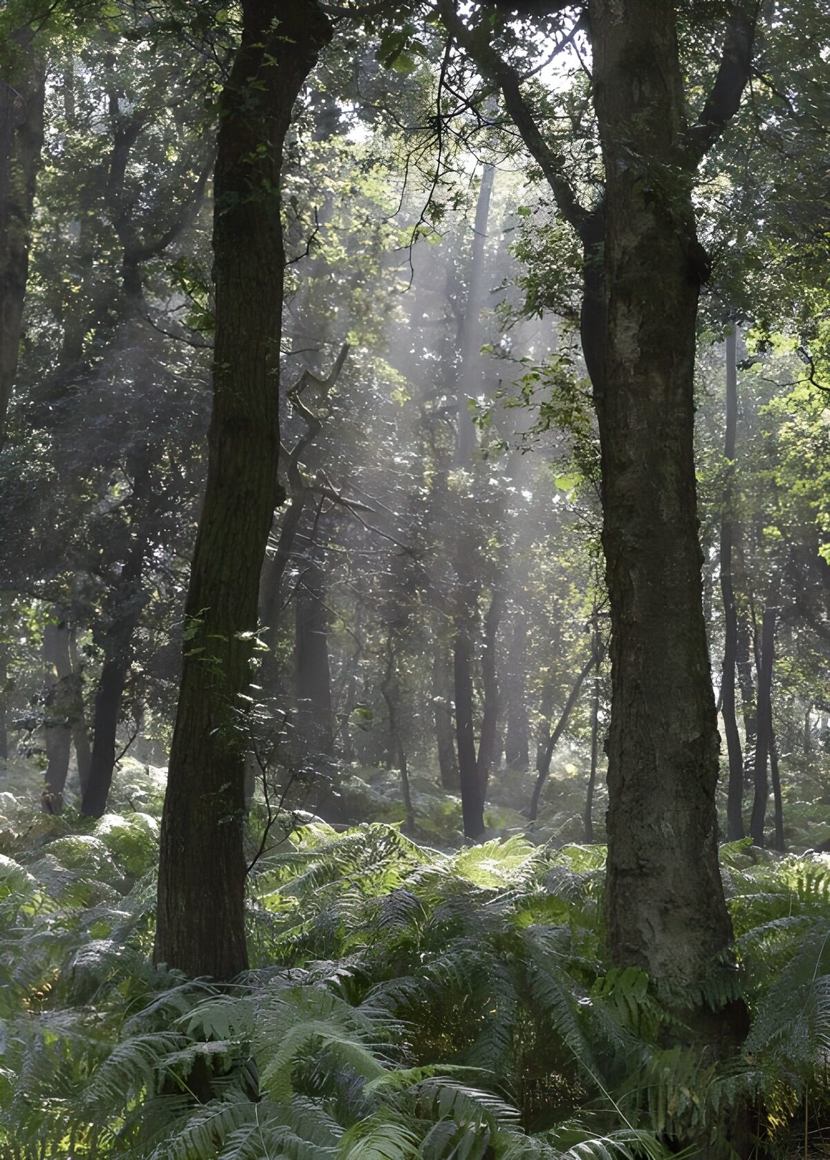 TPDE58908: Farnpflanzen im Wald