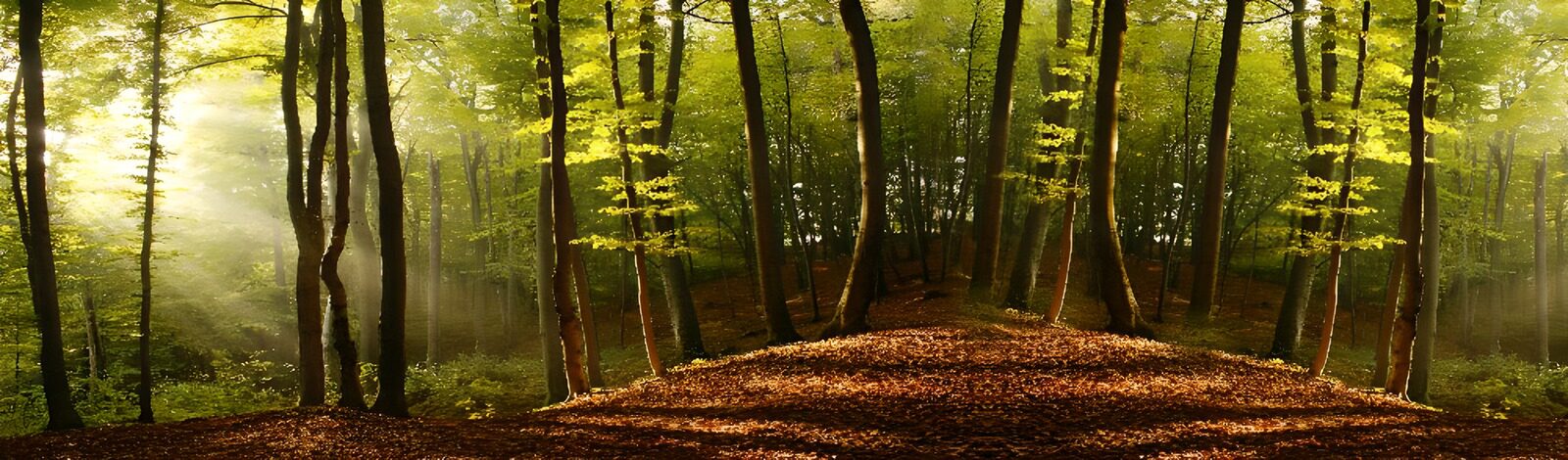 TPDE28545: Sonnenstrahlen scheinen auf die Bäume in einem Wald