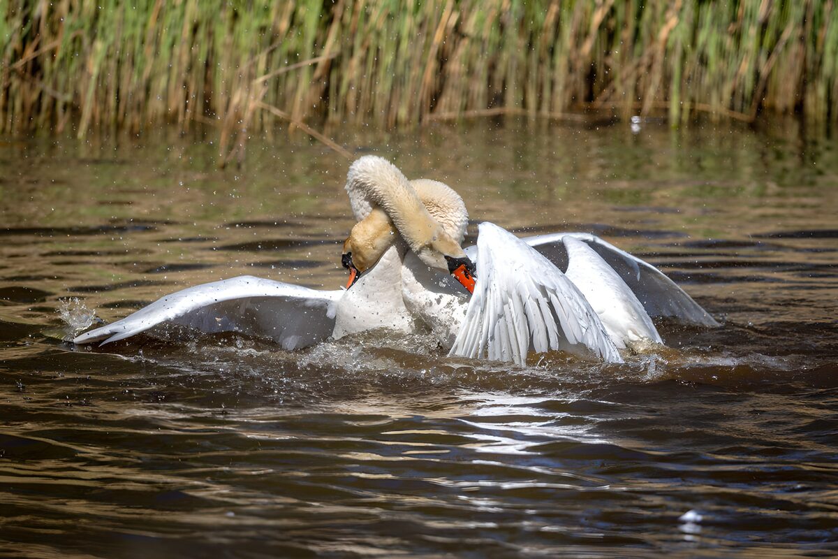 TPDE80184: Schwäne im Spiel um den Teich