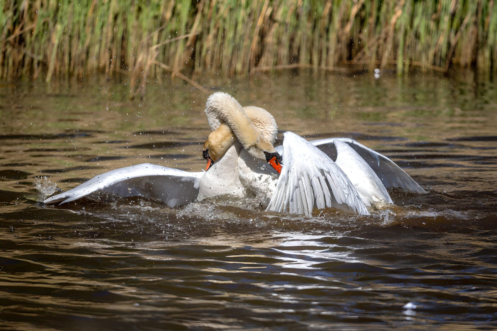 TPDE80184: Schwäne im Spiel um den Teich