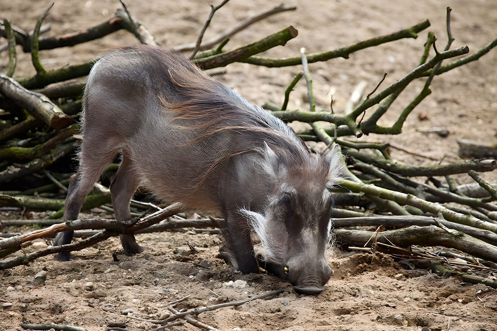TPDE43569: Warzenschwein durchwühlt die Erde auf der Suche nach Beeren, baumrinde usw.